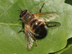 Tachina lurida
