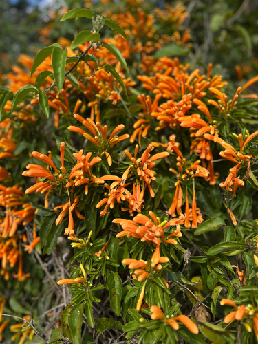 Flame vine