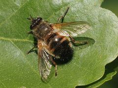 Tachina lurida