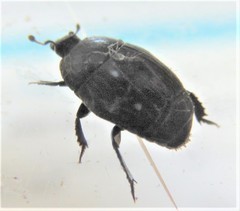 Margarinotus brunneus