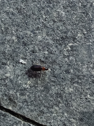 Dolichus halensis