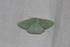 Xenochlorodes olympiaria