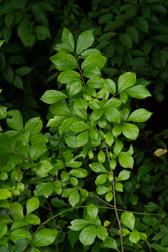 Orixa japonica observed 2026-08-17