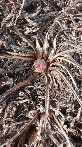 Pine Thistle