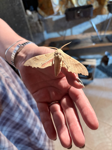Oak Hawkmoth