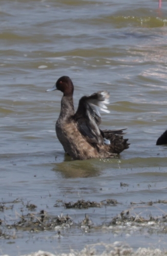 iNaturalist image
