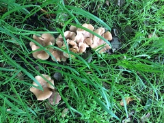 Rhodocybe piperita