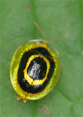 Microctenochira diffinis