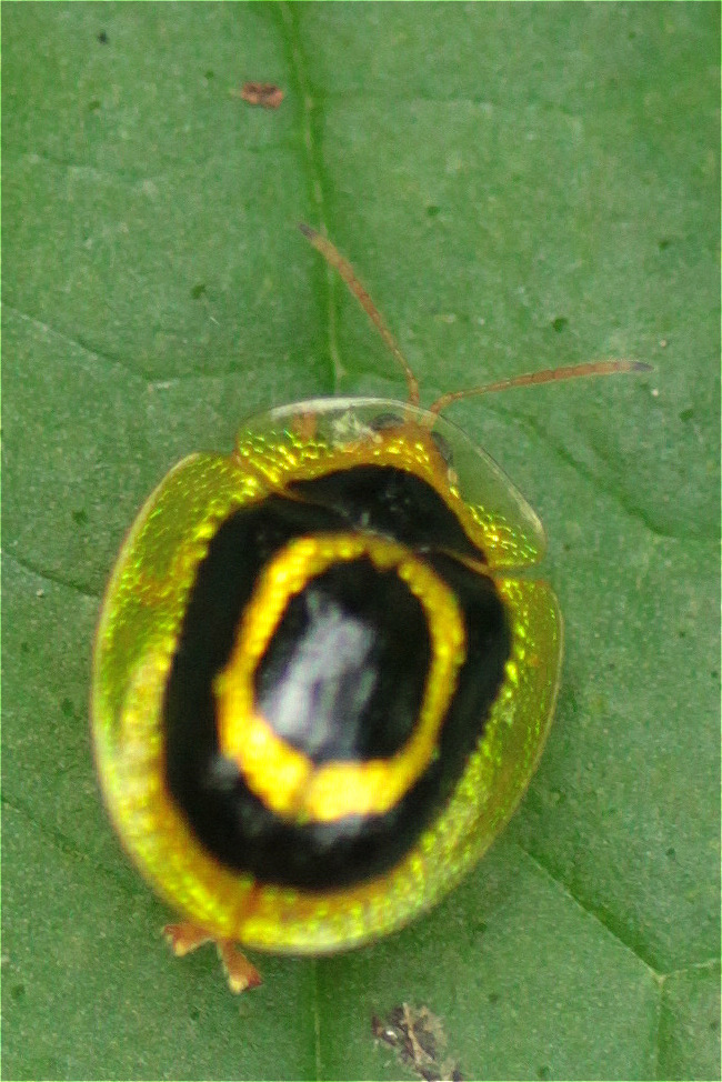 Microctenochira diffinis
