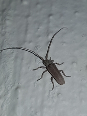 Stenidea alutacea