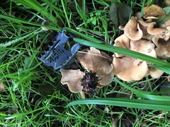 Rhodocybe piperita