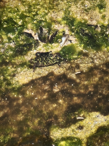 Mottled Shore Crab