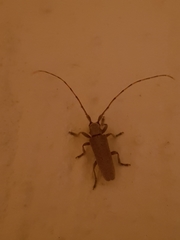 Stenidea alutacea