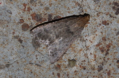 Bostra obsoletalis