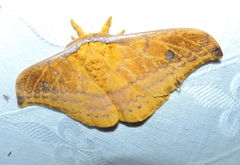 Syntherata janetta