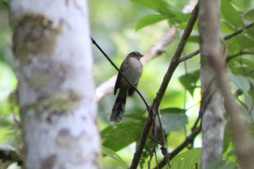 Rhipidura rufidorsa observed 2026-08-13