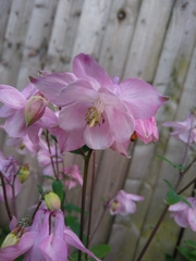 Aquilegia vulgaris
