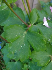 Aquilegia vulgaris