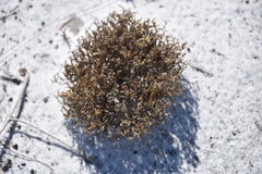 Selaginella arenicola