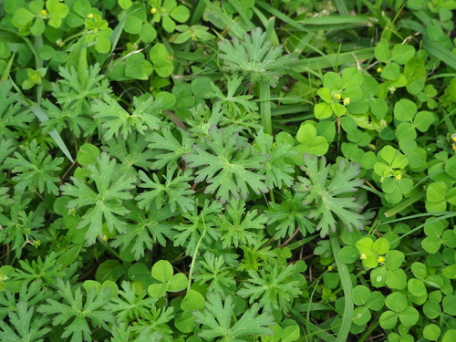 Geranium carolinianum, photograph 1