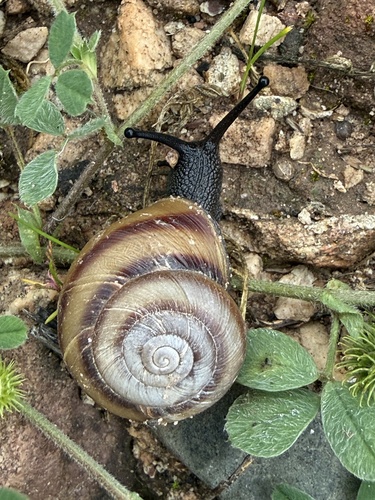Cupedora lorioliana observed 2026-08-15