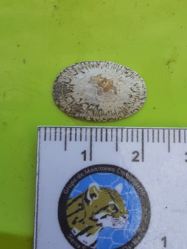 Lottia fascicularis observed 2026-08-16