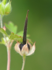 Geranium carolinianum, photograph author not stated, no rights reserved