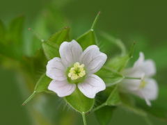Geranium carolinianum