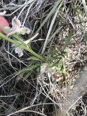 Delphinium wootonii