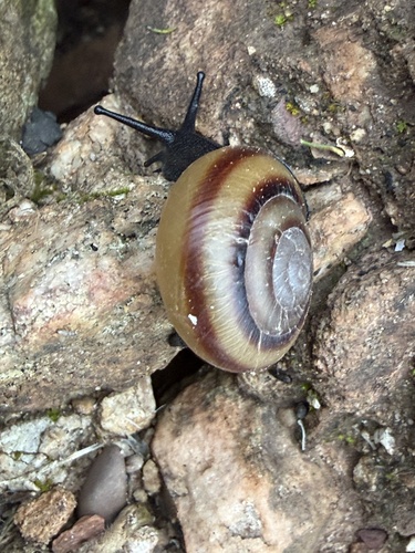 Cupedora lorioliana observed 2026-08-15