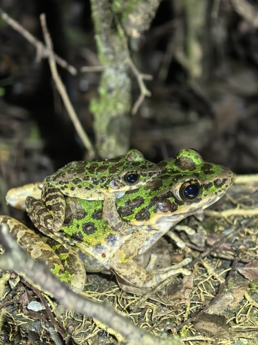 Tianmu Sharp-nosed Frog