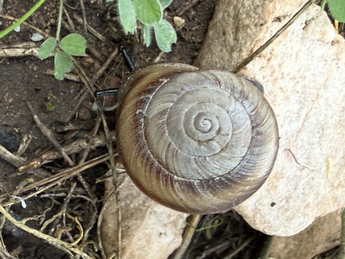 Cupedora lorioliana observed 2026-08-15