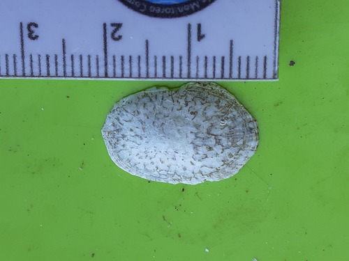 Lottia fascicularis observed 2026-08-16