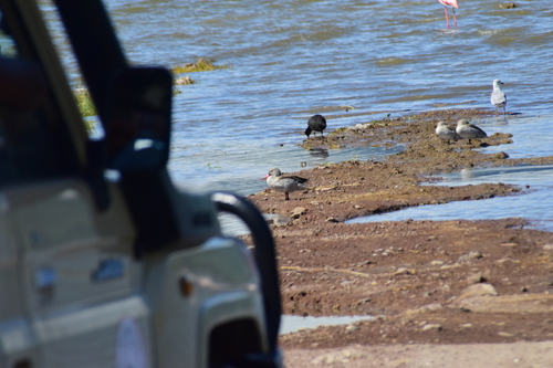 iNaturalist image