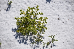 Paronychia herniarioides