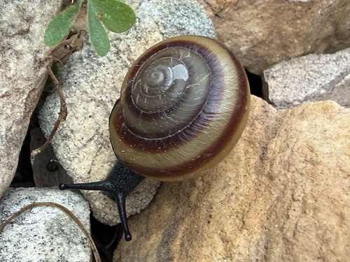Cupedora lorioliana observed 2026-08-15