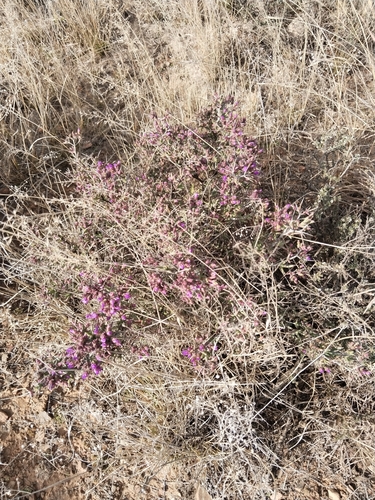 Ruschia intricata, photograph 5