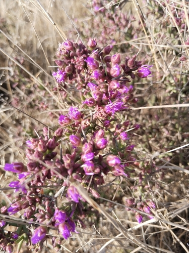 Ruschia intricata, photograph 6