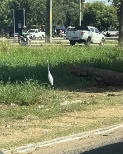 American Great Egret
