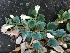 Asarina procumbens