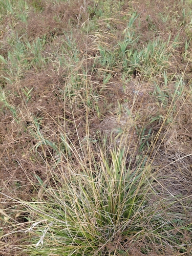 tufted hair grass