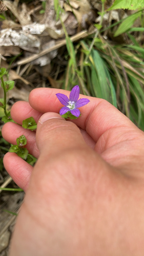 Triodanis perfoliata, photograph 1