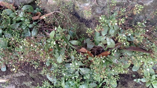 Thin Leaf Brookweed