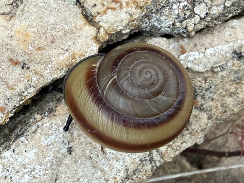 Cupedora lorioliana observed 2026-08-15