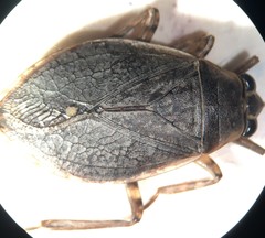 Belostoma testaceum