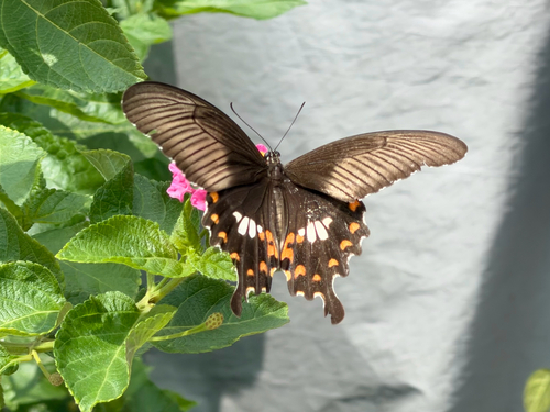 Common Mormon Swallowtail