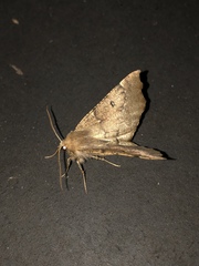 Odontopera bidentata