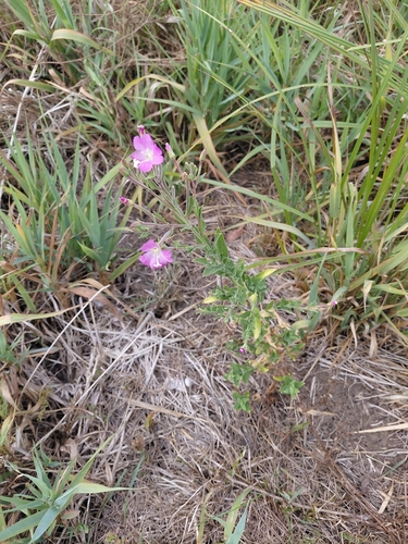 Great Willowherb