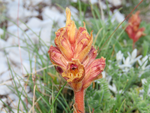 Orobanche alba, photograph 4
