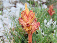 (c) Emanuele Santarelli, some rights reserved (CC BY-SA) Orobanche alba, photograph (c) Emanuele Santarelli, some rights reserved (CC BY-SA)